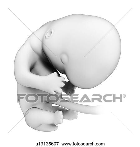 Foetus at month 2, artwork View Large Illustration Stock Illustration - Foetus at month 2, artwork. Fotosearch