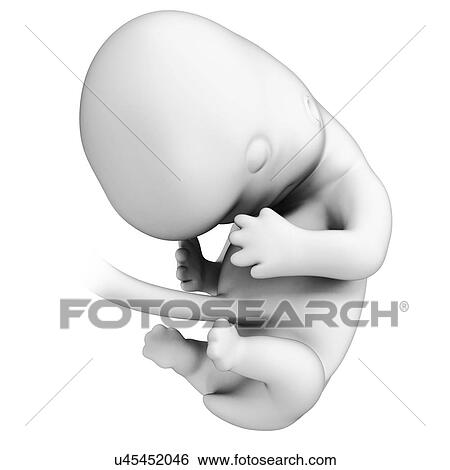 Foetus at month 2, artwork View Large Illustration Stock Illustration - Foetus at month 2, artwork. Fotosearch