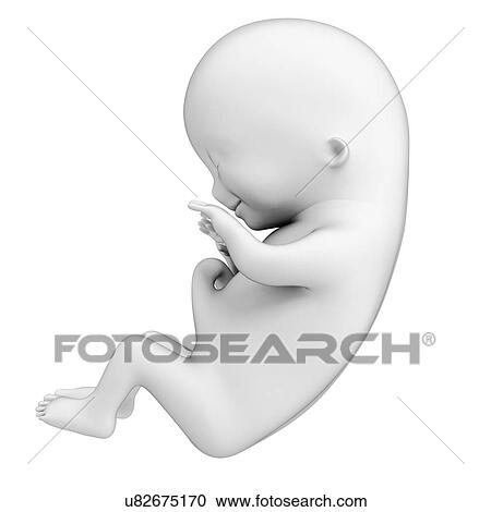 Foetus at month 3, artwork View Large Illustration Clipart - Foetus at month 3, artwork. Fotosearch