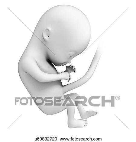 Foetus at month 4, artwork View Large Illustration Clipart - Foetus at month 4, artwork. Fotosearch