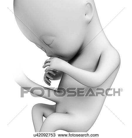 Foetus at month 4, artwork View Large Illustration Drawing - Foetus at month 4, artwork. Fotosearch