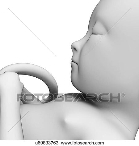 Foetus at month 5, artwork View Large Illustration Drawing - Foetus at month 5, artwork. Fotosearch