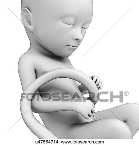 Stock Illustration - Foetus at month 5, artwork. Fotosearch