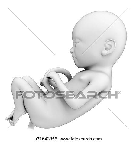 Foetus at month 5, artwork View Large Illustration Stock Illustration - Foetus at month 5, artwork. Fotosearch