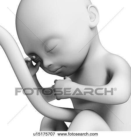 Foetus at month 6, artwork View Large Illustration Stock Illustration - Foetus at month 6, artwork. Fotosearch