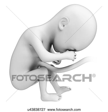 Stock Illustration - Foetus at month 6, artwork. Fotosearch