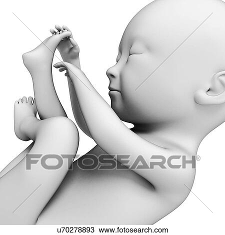 Drawing - Foetus at month 7, artwork. Fotosearch