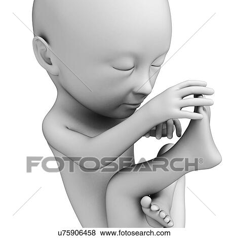 Stock Illustration - Foetus at month 7, artwork. Fotosearch