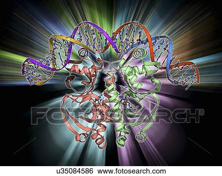 Stock Illustration - Gene activator protein. Fotosearch