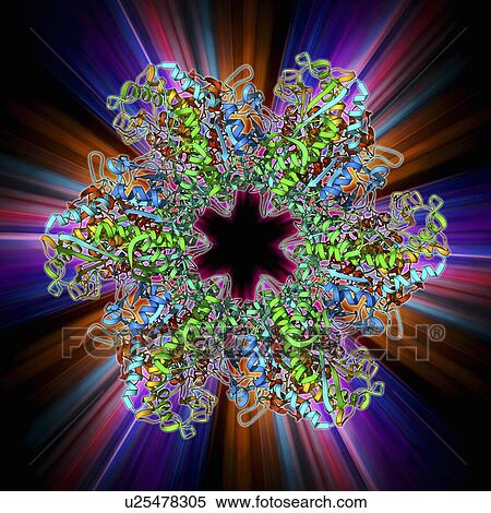 Stock Illustration - Glutamine synthetase enzyme. Fotosearch