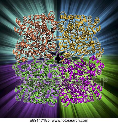Stock Illustration - Glycogen phosphorylase molecule. Fotosearch