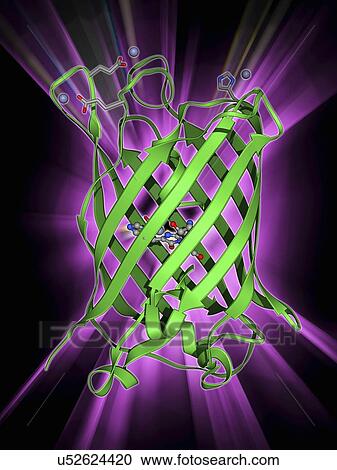 Clipart - Green fluorescent protein molecule. Fotosearch