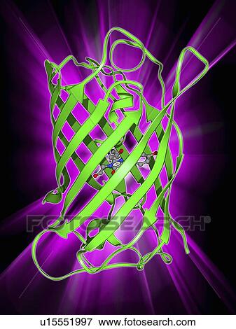 Stock Illustration - Green fluorescent protein molecule. Fotosearch