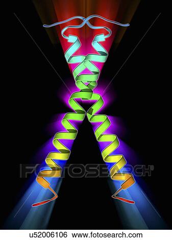 Growth factor receptor molecule View Large Illustration Stock Illustration - Growth factor receptor molecule. Fotosearch
