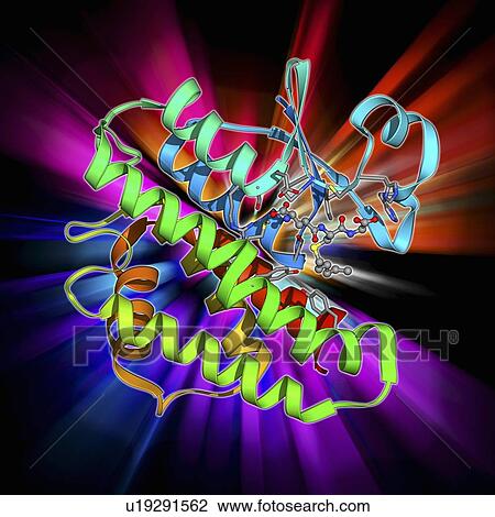 Drawing - GST enzyme conferring DDT resistance. Fotosearch