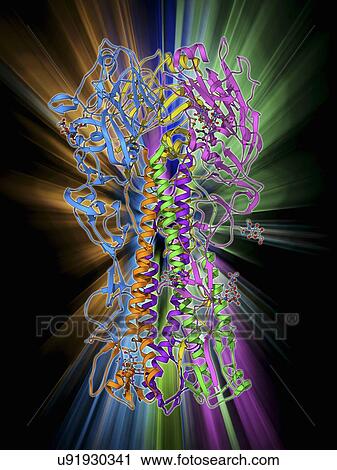 H1 antigen from 1918 influenza virus View Large Illustration Clip Art - H1 antigen from 1918 influenza virus. Fotosearch