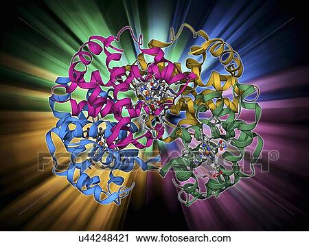 Clip Art - Haemoglobin, molecular model. Fotosearch