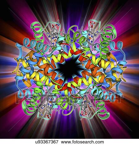 Stock Illustration - Haemoglobin, molecular model. Fotosearch