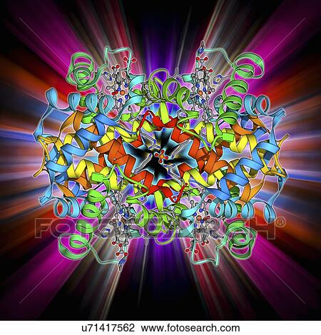 Haemoglobin molecule View Large Illustration Drawing - Haemoglobin molecule. Fotosearch