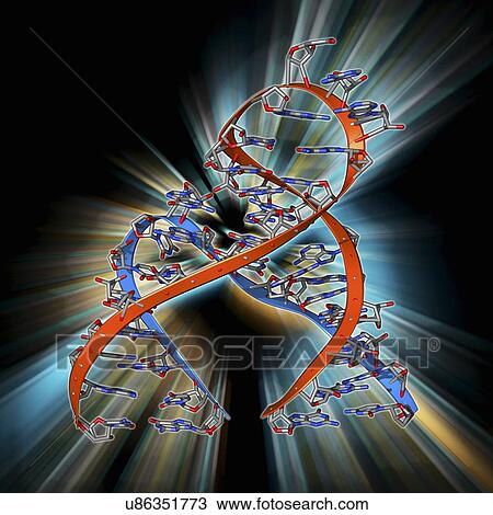 Drawing - Hammerhead ribozyme molecule. Fotosearch