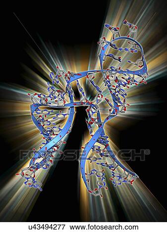 Stock Illustration - Hammerhead ribozyme molecule. Fotosearch