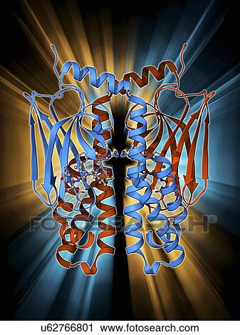 Clip Art - Heat shock protein 70. Fotosearch