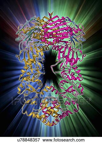 Stock Illustration - Heat shock protein 90 chaperone complex. Fotosearch