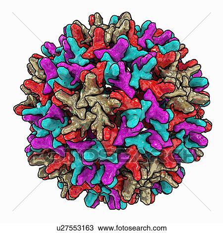 Drawing - Hepatitis B capsid, artwork. Fotosearch