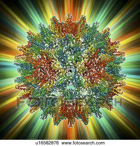 Hepatitis B virus capsid, molecular model View Large Illustration Stock Illustration - Hepatitis B virus capsid, molecular model. Fotosearch