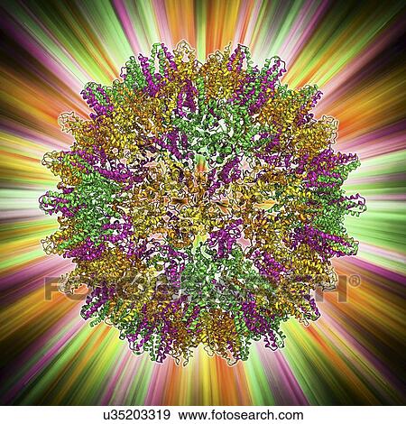 Hepatitis B virus capsid, molecular model View Large Illustration Stock Illustration - Hepatitis B virus capsid, molecular model. Fotosearch