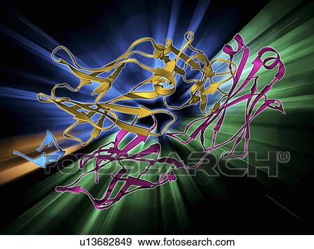 Hepatitis C glycoprotein and antibody View Large Illustration Stock Illustration - Hepatitis C glycoprotein and antibody. Fotosearch