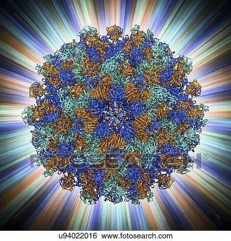 Hepatitis E virus capsid, molecular model View Large Illustration Stock Illustration - Hepatitis E virus capsid, molecular model. Fotosearch