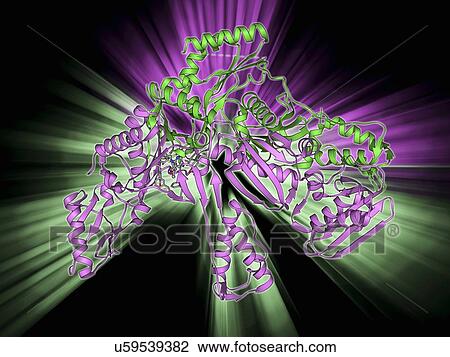 HIV reverse transcription enzyme View Large Illustration Drawing - HIV reverse transcription enzyme. Fotosearch