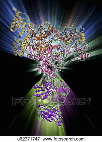 HIV reverse transcription enzyme View Large Illustration Stock Illustration - HIV reverse transcription enzyme. Fotosearch