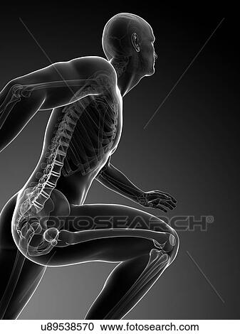 Human anatomy running, artwork View Large Illustration Clipart - Human anatomy running, artwork. Fotosearch