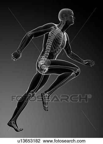 Drawing - Human anatomy running, artwork. Fotosearch