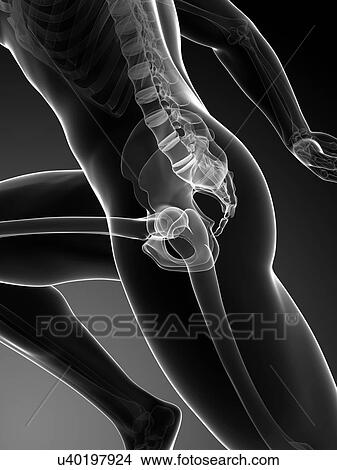 Stock Illustration - Human anatomy running, artwork. Fotosearch