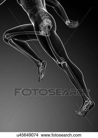 Human anatomy running, artwork View Large Illustration Stock Illustration - Human anatomy running, artwork. Fotosearch
