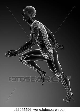 Human anatomy running, artwork View Large Illustration Stock Illustration - Human anatomy running, artwork. Fotosearch