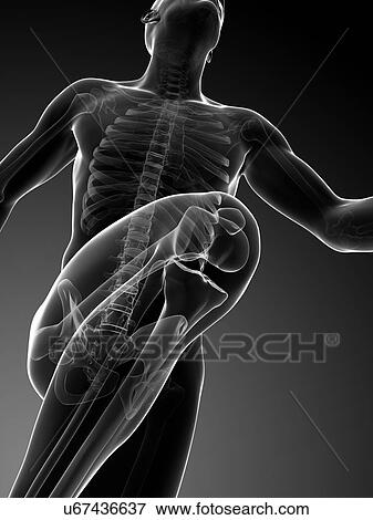 Stock Illustration - Human anatomy running, artwork. Fotosearch