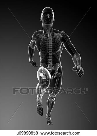 Stock Illustration - Human anatomy running, artwork. Fotosearch