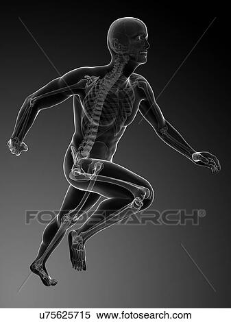 Human anatomy running, artwork View Large Illustration Stock Illustration - Human anatomy running, artwork. Fotosearch