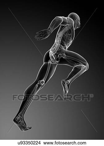 Human anatomy running, artwork View Large Illustration Stock Illustration - Human anatomy running, artwork. Fotosearch
