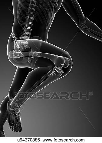 Human anatomy running, artwork View Large Illustration Stock Illustration - Human anatomy running, artwork. Fotosearch