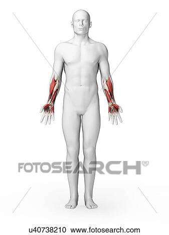 Clipart - Human arm muscles, artwork. Fotosearch