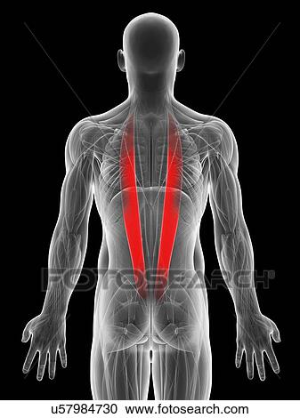 Human back muscles, artwork View Large Illustration Clipart - Human back muscles, artwork. Fotosearch