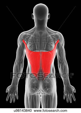 Human back muscles, artwork View Large Illustration Clipart - Human back muscles, artwork. Fotosearch