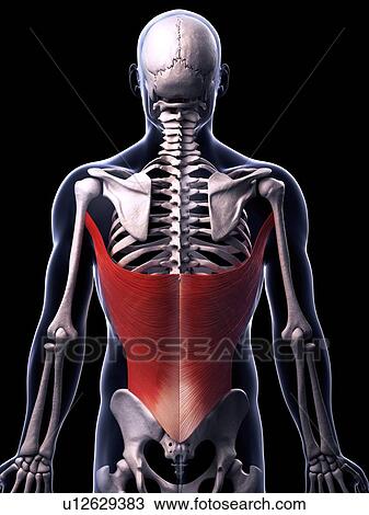 Human back muscles, artwork View Large Illustration Drawing - Human back muscles, artwork. Fotosearch