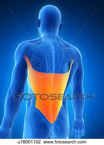 Drawing - Human back muscles, artwork. Fotosearch