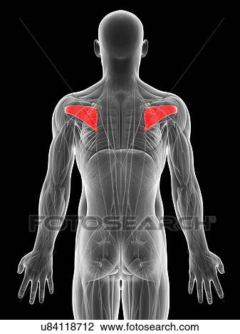 Human back muscles, artwork View Large Illustration Drawing - Human back muscles, artwork. Fotosearch